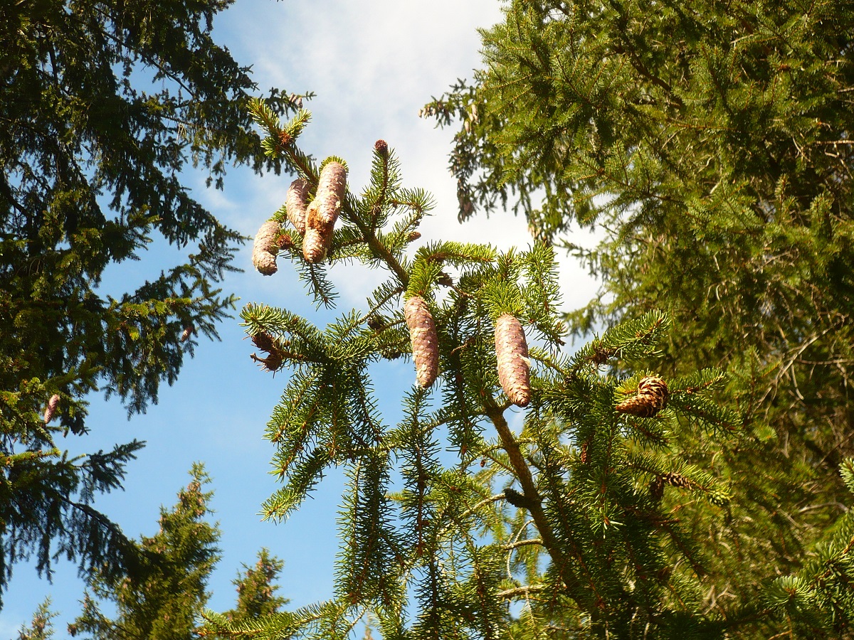 Picea abies subsp. abies (Pinaceae)